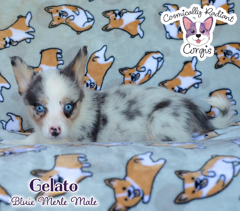 Gelato - Bluie Merle  – Cardigan Welsh Corgi, Pembroke Welsh Corgi puppy for sale in Greensboro, NC
