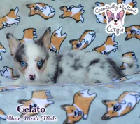 Gelato - Bluie Merle , a male Cardigan Welsh Corgi and Pembroke Welsh Corgi for sale in Jacksonville Beach, FL – 1 of 7