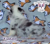Custard - Bluie Merle , a female Cardigan Welsh Corgi and Pembroke Welsh Corgi for sale in Greensboro, NC – 4 of 7