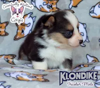 Klondike - Tricolor , a male Cardigan Welsh Corgi and Pembroke Welsh Corgi for sale in Greensboro, NC – 3 of 6
