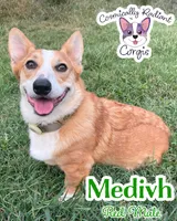 Medivh - Neutered , a male Cardigan Welsh Corgi and Pembroke Welsh Corgi for sale in Greensboro, NC – 2 of 3