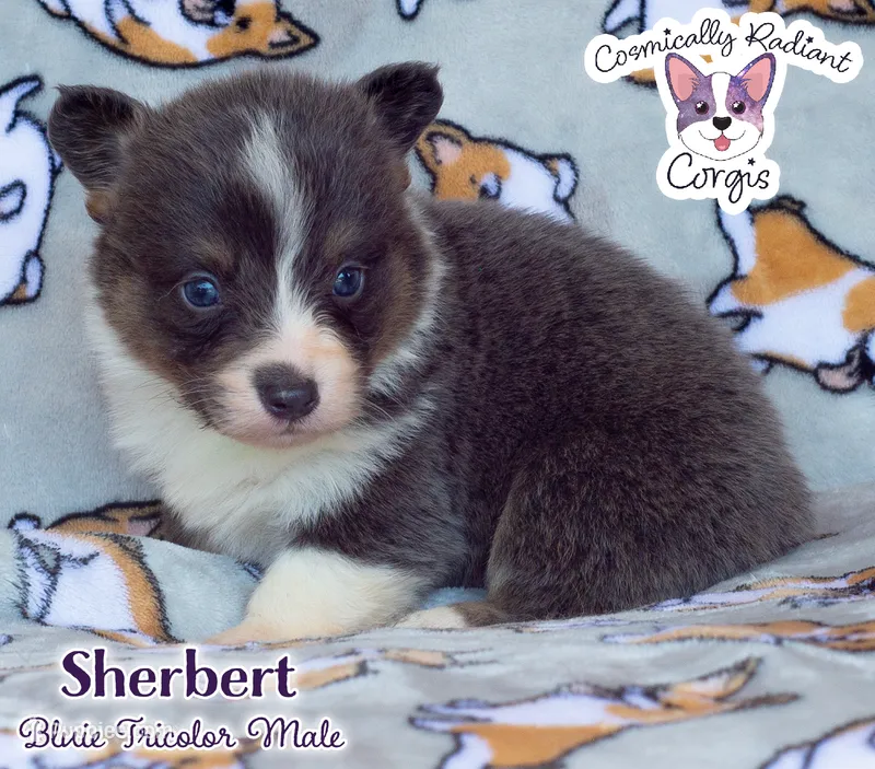 Sherbert - Bluie  – Cardigan Welsh Corgi, Pembroke Welsh Corgi puppy for sale in Greensboro, NC