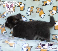 Sundae - Bluie Tricolor , a female Cardigan Welsh Corgi and Pembroke Welsh Corgi for sale in Jacksonville Beach, FL – 4 of 6