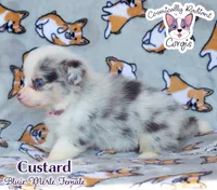 Custard - Bluie Merle , a female Cardigan Welsh Corgi and Pembroke Welsh Corgi for sale in Greensboro, NC – 3 of 7