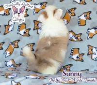 Sunny - Red Merle, a female Cardigan Welsh Corgi and Pembroke Welsh Corgi for sale in Greensboro, NC – 7 of 8