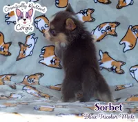Sorbet - Bluie , a male Cardigan Welsh Corgi and Pembroke Welsh Corgi for sale in Greensboro, NC – 5 of 7