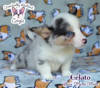 Gelato - Bluie Merle , a male Cardigan Welsh Corgi and Pembroke Welsh Corgi for sale in Jacksonville Beach, FL – 7 of 7