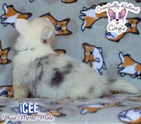 Icee - Bluie Merle , a male Cardigan Welsh Corgi and Pembroke Welsh Corgi for sale in Greensboro, NC – 4 of 6