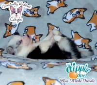 Dippin' Dot - Blue Merle , a female Cardigan Welsh Corgi and Pembroke Welsh Corgi for sale in Greensboro, NC – 5 of 7