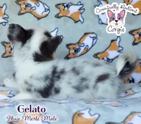 Gelato - Bluie Merle , a male Cardigan Welsh Corgi and Pembroke Welsh Corgi for sale in Jacksonville Beach, FL – 3 of 7