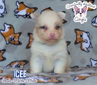 Icee - Bluie Merle , a male Cardigan Welsh Corgi and Pembroke Welsh Corgi for sale in Greensboro, NC – 2 of 6