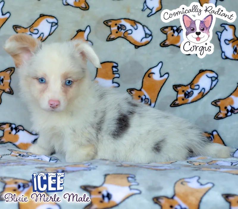 Icee - Bluie Merle  – Cardigan Welsh Corgi, Pembroke Welsh Corgi puppy for sale in Greensboro, NC
