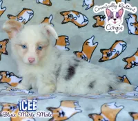 Icee - Bluie Merle , a male Cardigan Welsh Corgi and Pembroke Welsh Corgi for sale in Jacksonville Beach, FL – 1 of 8