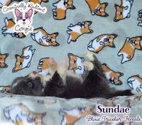Sundae - Bluie Tricolor , a female Cardigan Welsh Corgi and Pembroke Welsh Corgi for sale in Greensboro, NC – 2 of 6