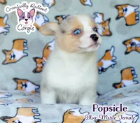 Popsicle - Blue Merle , a female Cardigan Welsh Corgi and Pembroke Welsh Corgi for sale in Jacksonville Beach, FL – 3 of 6