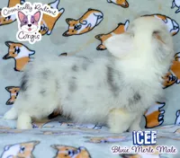 Icee - Bluie Merle , a male Cardigan Welsh Corgi and Pembroke Welsh Corgi for sale in Jacksonville Beach, FL – 4 of 8