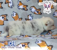 Icee - Bluie Merle , a male Cardigan Welsh Corgi and Pembroke Welsh Corgi for sale in Greensboro, NC – 5 of 6