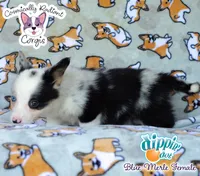 Dippin' Dot - Blue Merle , a female Cardigan Welsh Corgi and Pembroke Welsh Corgi for sale in Jacksonville Beach, FL – 4 of 7