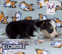 Klondike - Tricolor , a male Cardigan Welsh Corgi and Pembroke Welsh Corgi for sale in Greensboro, NC – 5 of 6