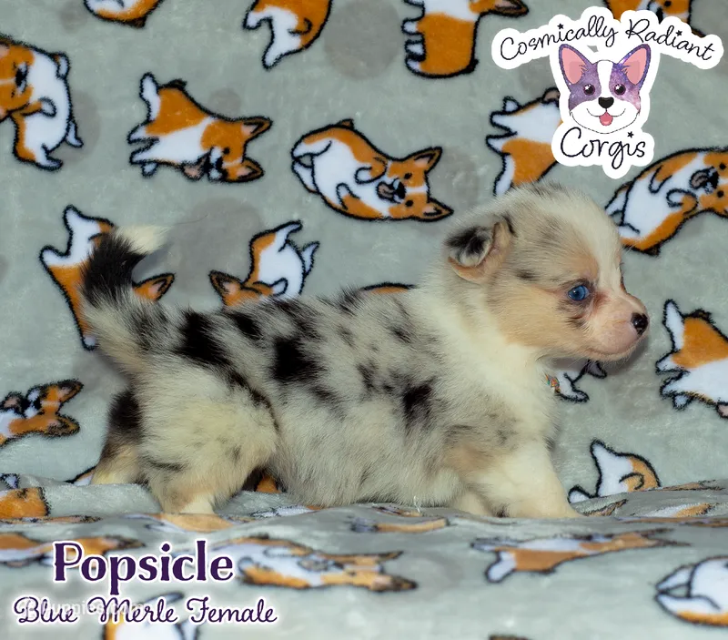 Popsicle - Blue Merle  – Cardigan Welsh Corgi, Pembroke Welsh Corgi puppy for sale in Greensboro, NC