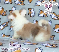 Sunny - Red Merle, a female Cardigan Welsh Corgi and Pembroke Welsh Corgi for sale in Greensboro, NC – 5 of 8