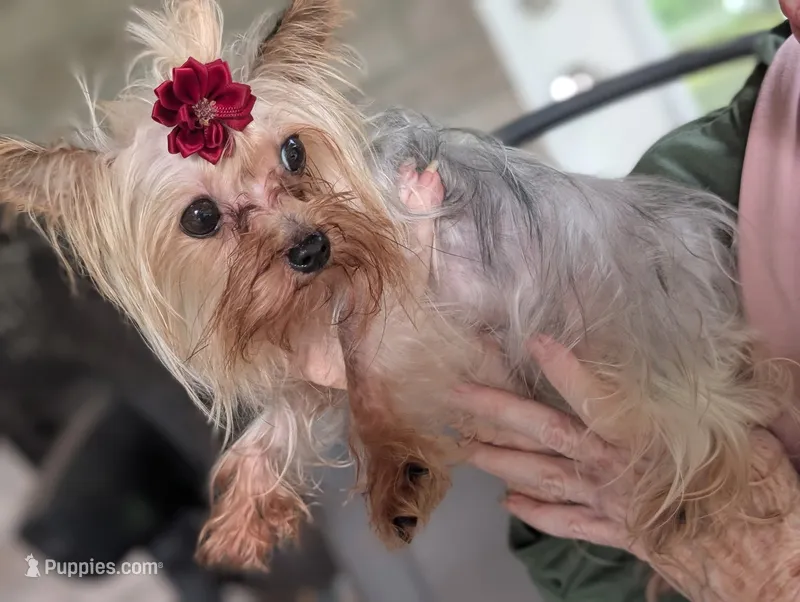 Tinkerbell – Yorkshire Terrier puppy for sale in Lakeland, FL