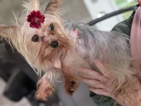 Tinkerbell, a female Yorkshire Terrier for sale in Lakeland, FL – 1 of 5