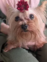 Tinkerbell, a female Yorkshire Terrier for sale in Lakeland, FL – 2 of 5
