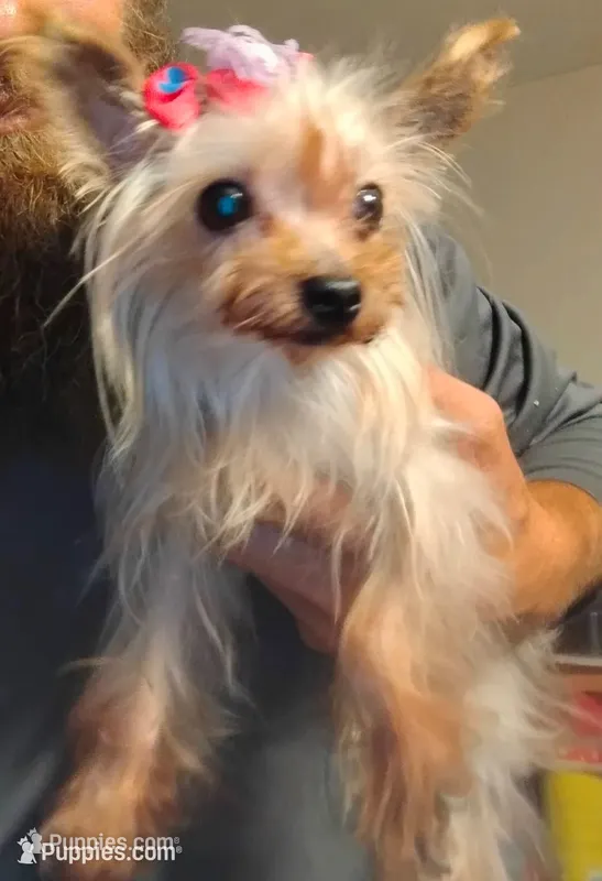 Tinkerbell – Yorkshire Terrier puppy for sale in Lakeland, FL