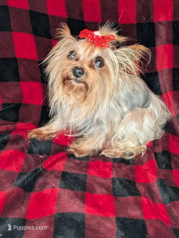 Tinkerbell – Yorkshire Terrier puppy for sale in Lakeland, FL