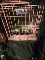 Tinkerbell, a female Yorkshire Terrier for sale in Lakeland, FL – 3 of 5