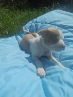 Charlie , a male American Pit Bull Terrier for sale in Fayetteville, GA – 1 of 5