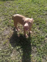 Boss, a male American Pit Bull Terrier for sale in Jacksonville, FL – 2 of 4
