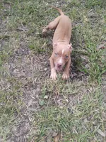 Trina, a female American Pit Bull Terrier for sale in Jacksonville, FL – 2 of 4