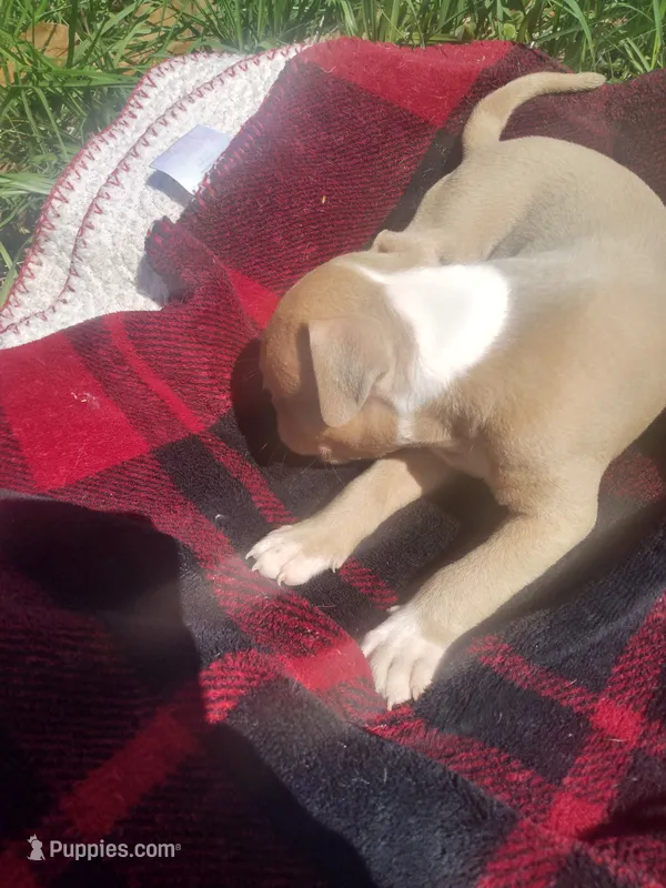 Tarzan  – American Pit Bull Terrier puppy for sale in Fayetteville, GA