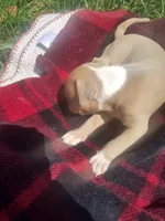 Tarzan , a male American Pit Bull Terrier for sale in Fayetteville, GA – 1 of 5