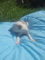 Charlie , a male American Pit Bull Terrier for sale in Fayetteville, GA – 4 of 5