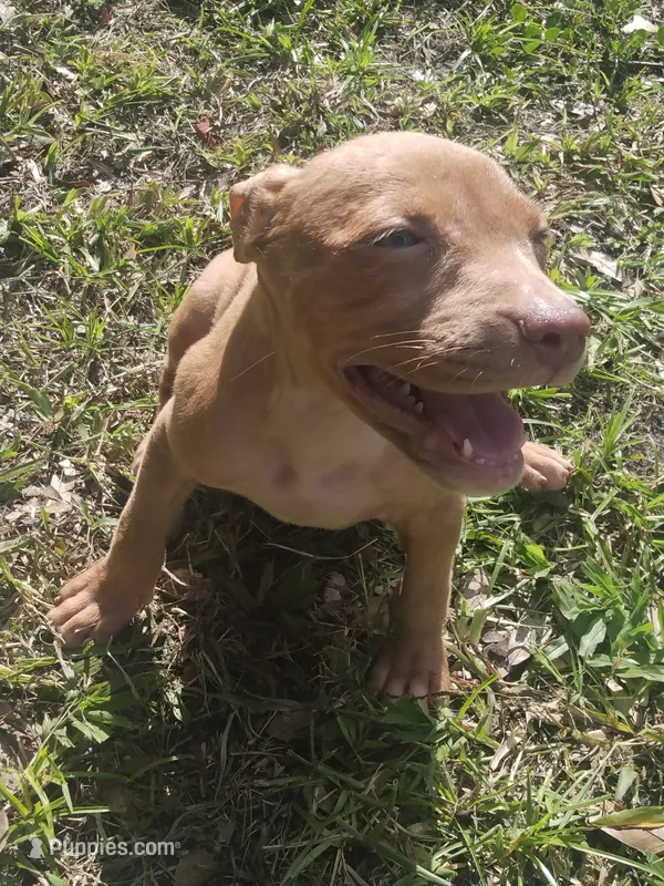 Sasha  – American Pit Bull Terrier puppy for sale in Jacksonville, FL