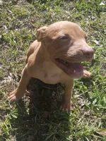 Sasha , a female American Pit Bull Terrier for sale in Jacksonville, FL – 1 of 4