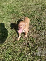 Tasha, a female American Pit Bull Terrier for sale in Jacksonville, FL – 1 of 4