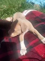 Tasha, a male American Pit Bull Terrier for sale in Fayetteville, GA – 2 of 5