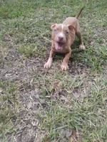 Trina, a female American Pit Bull Terrier for sale in Jacksonville, FL – 4 of 4