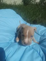 Tru, a male American Pit Bull Terrier for sale in Fayetteville, GA – 2 of 5