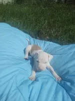 Sire, a male American Pit Bull Terrier for sale in Fayetteville, GA – 7 of 7