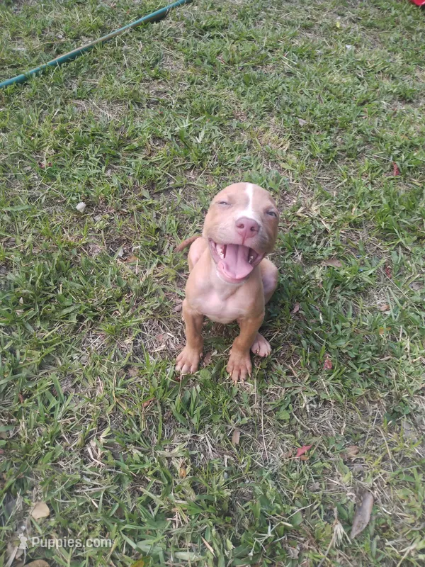 Blu – American Pit Bull Terrier puppy for sale in Jacksonville, FL