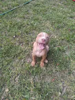 Blu, a male American Pit Bull Terrier for sale in Jacksonville, FL – 1 of 4