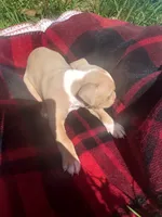 Tarzan , a male American Pit Bull Terrier for sale in Fayetteville, GA – 3 of 5