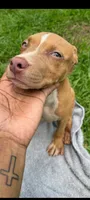 Trina, a female American Pit Bull Terrier for sale in Jacksonville, FL – 2 of 4