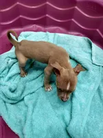 Sasha , a female American Pit Bull Terrier for sale in Fayetteville, GA – 4 of 4