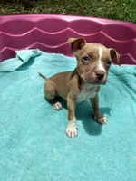 Trina, a female American Pit Bull Terrier for sale in Fayetteville, GA – 2 of 5